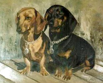 animal6